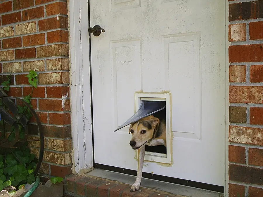 Dog stepping through a pet door installed in a white exterior door