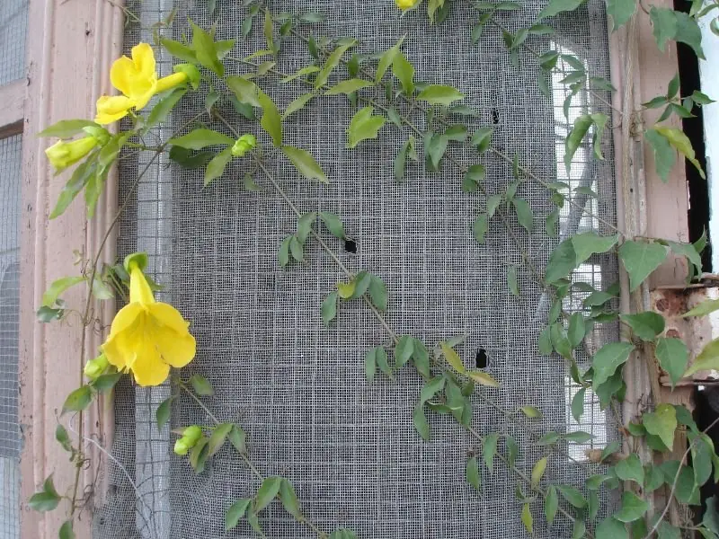 Metal screen door mesh with a yellow flowering vine growing across it