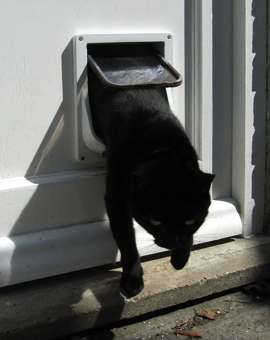 Black cat stepping through a pet flap in a door